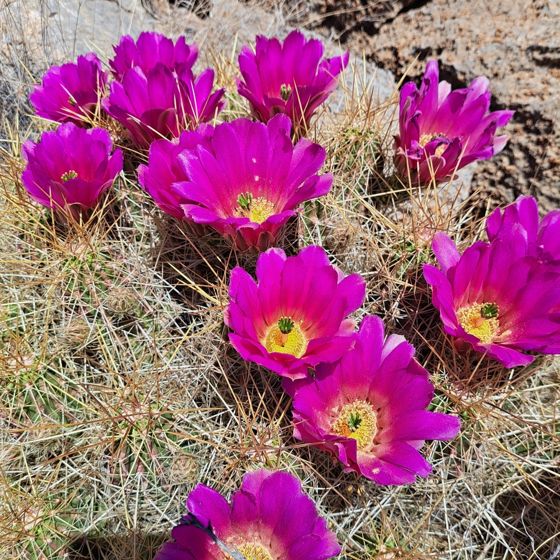 Strawberry hedgehog cactus (Echinocereus stramineus)