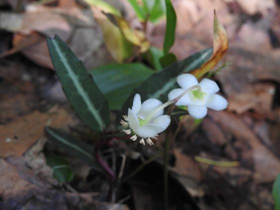 Striped wintergreen (Chimaphila maculata)