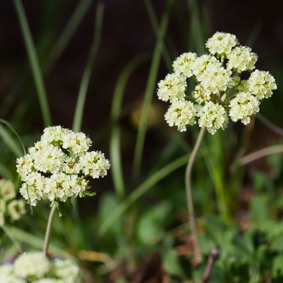 Sulfur buckwheat (Eriogonum umbellatum)