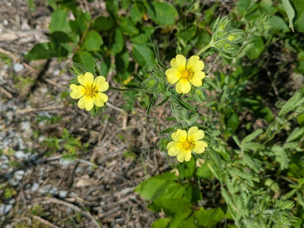 Sulphur cinquefoil (Potentilla recta)