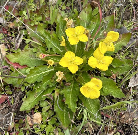 Sun cup (Taraxia ovata)