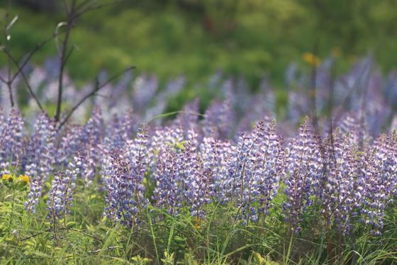 Sundial lupine (Lupinus perennis)
