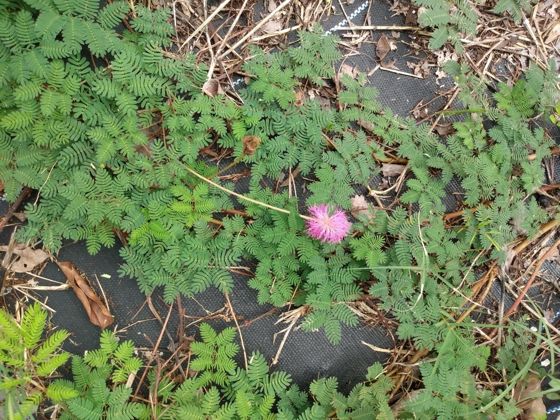 Sunshine mimosa (Mimosa strigillosa)