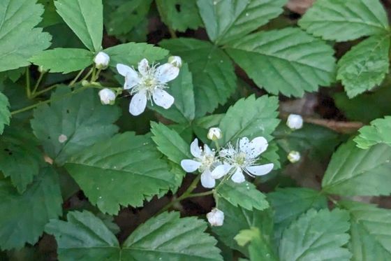 Swamp dewberry (Rubus hispidus)