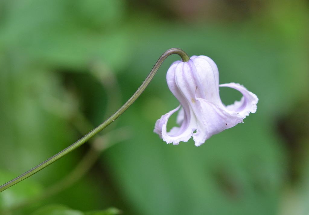 Swamp leatherflower (Clematis crispa)