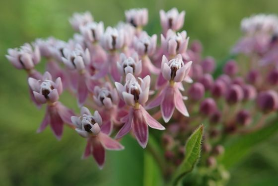 Swamp milkweed (Asclepias incarnata)