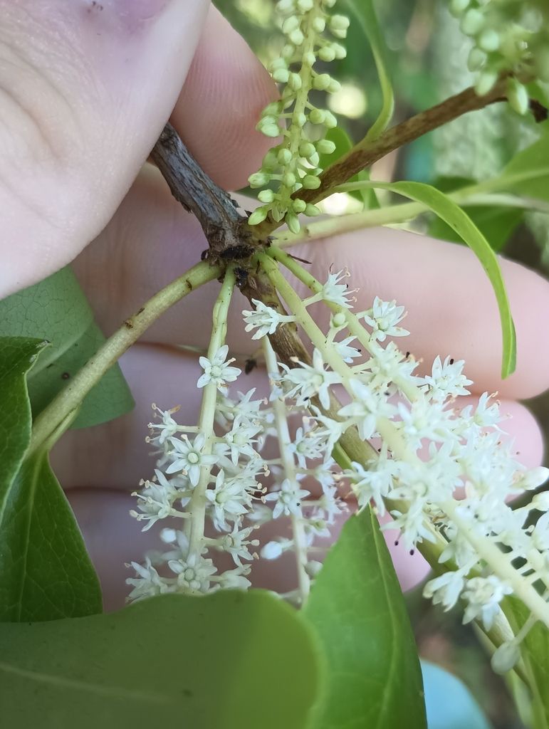 Swamp titi (Cyrilla racemiflora)