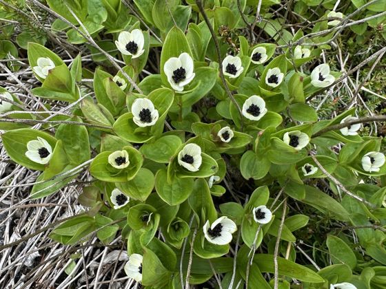 Swedish cornel (Cornus suecica)