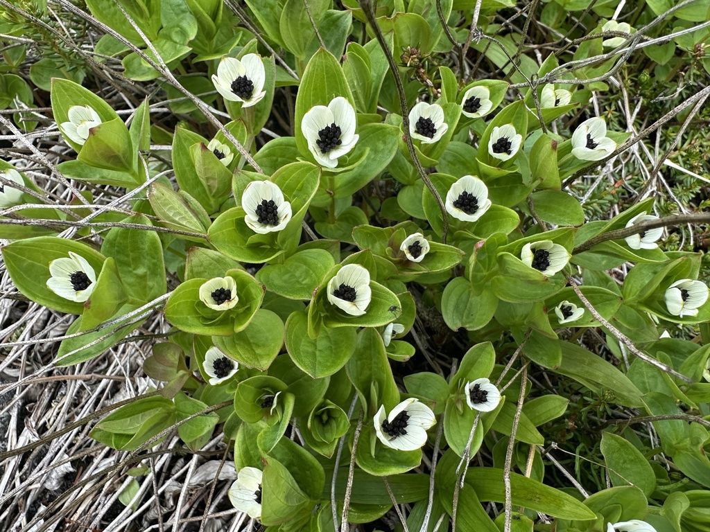 Swedish cornel (Cornus suecica)