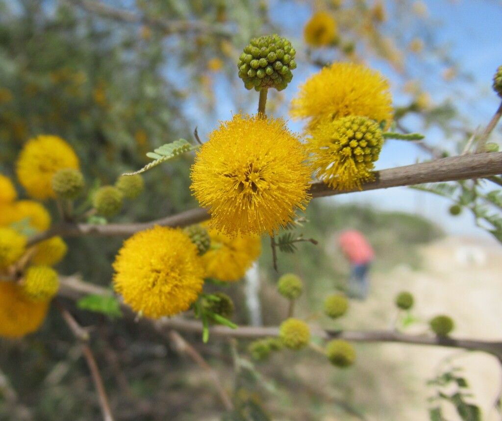Sweet acacia (Vachellia farnesiana)