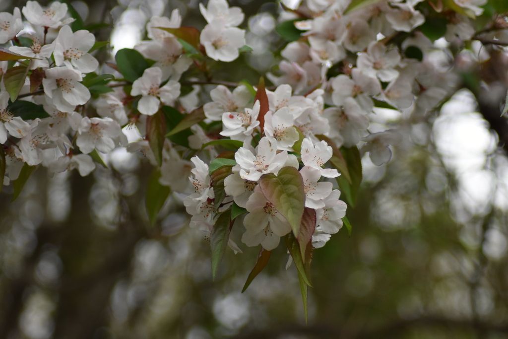 Sweet cherry (Prunus avium)