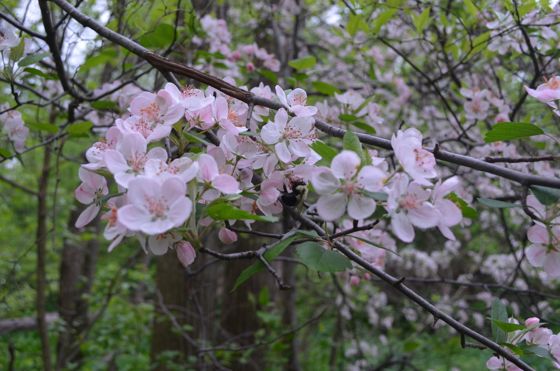 Sweet crabapple