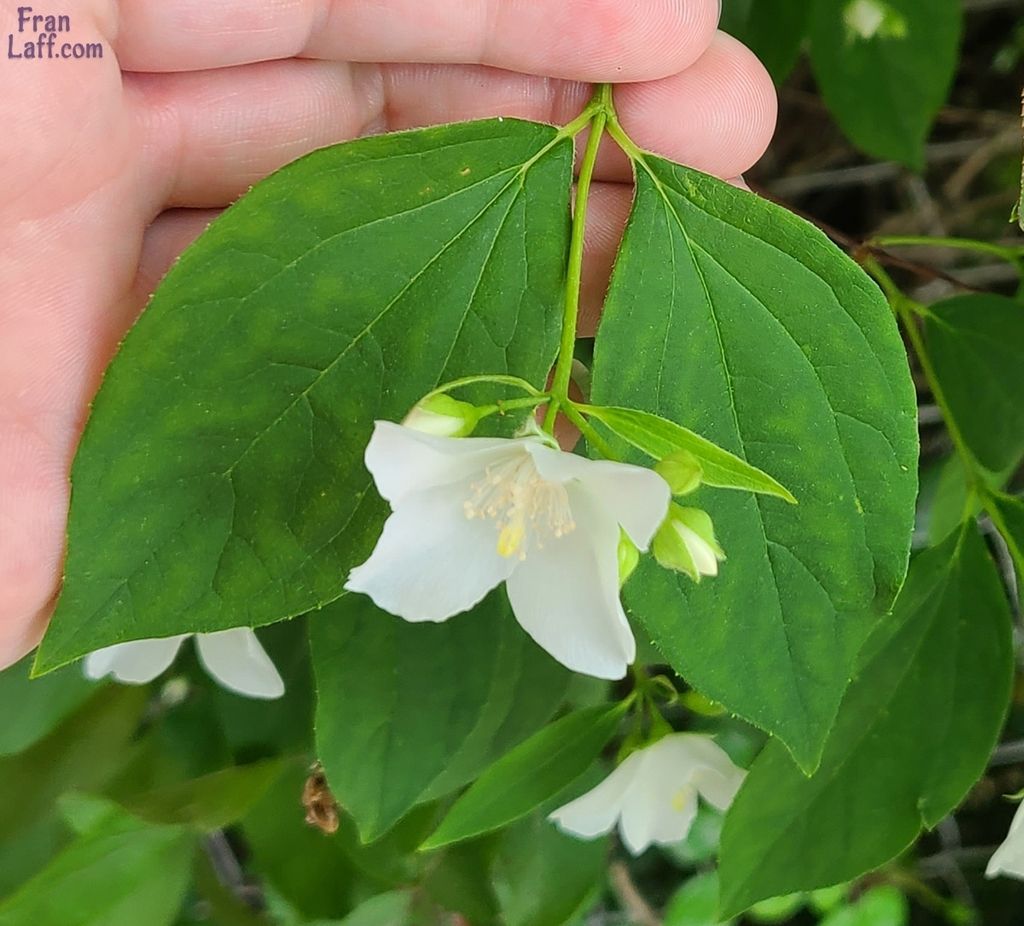 Sweet mock orange (Philadelphus coronarius)