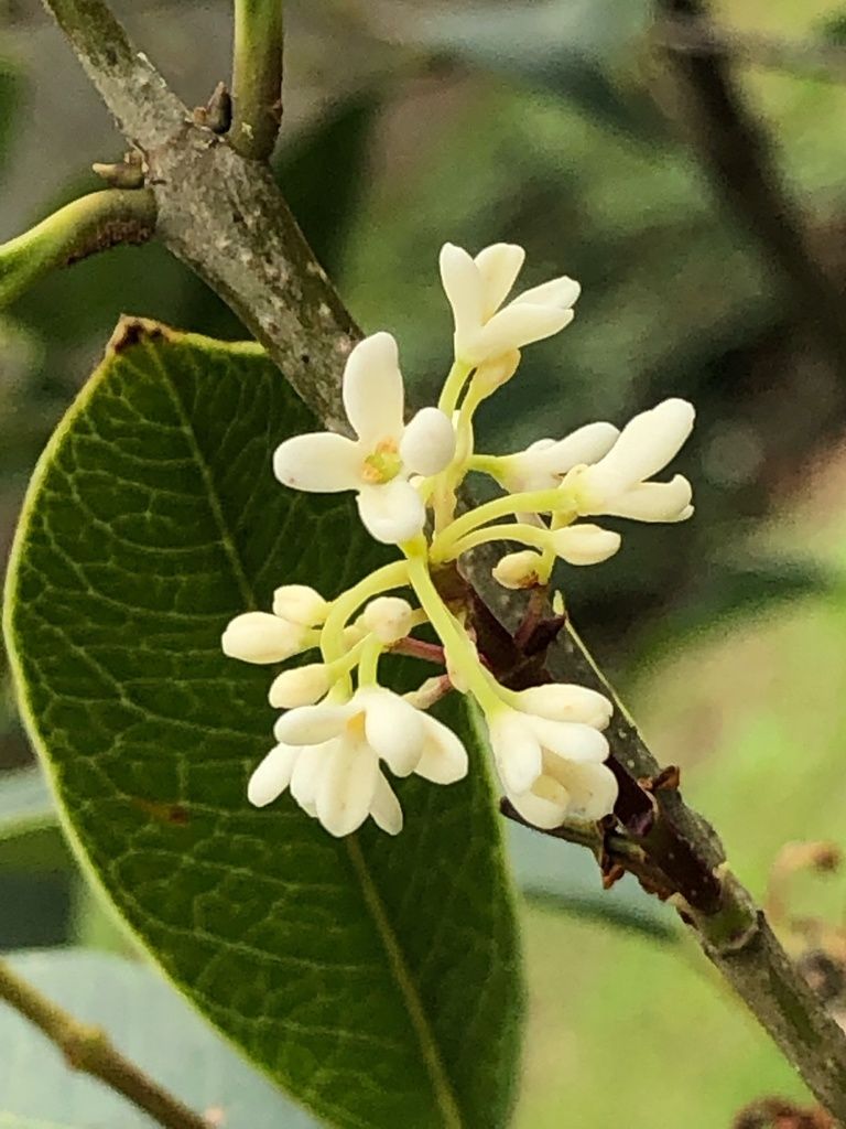 Sweet olive (Osmanthus fragrans)