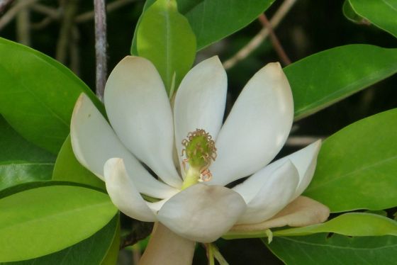 Sweetbay magnolia (Magnolia virginiana)
