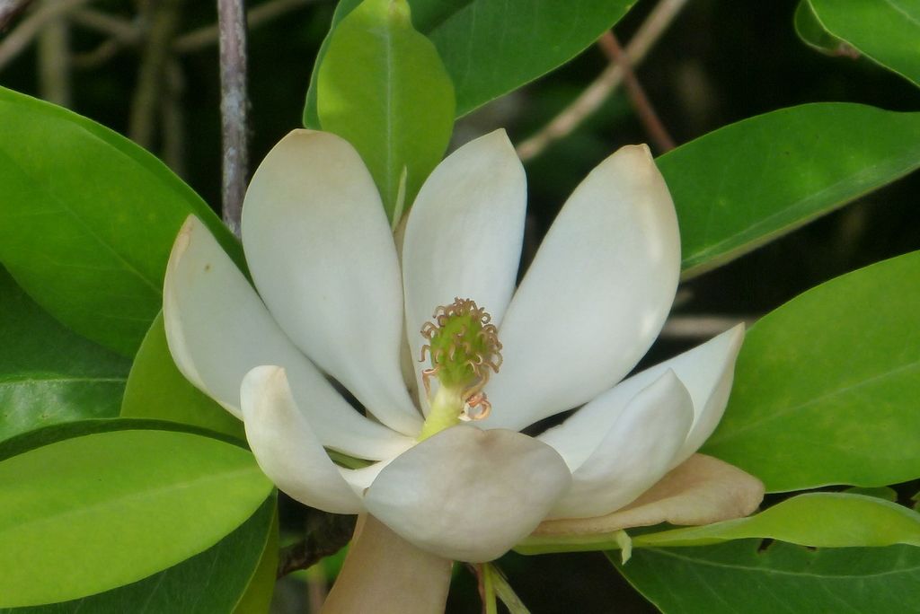 Sweetbay magnolia (Magnolia virginiana)