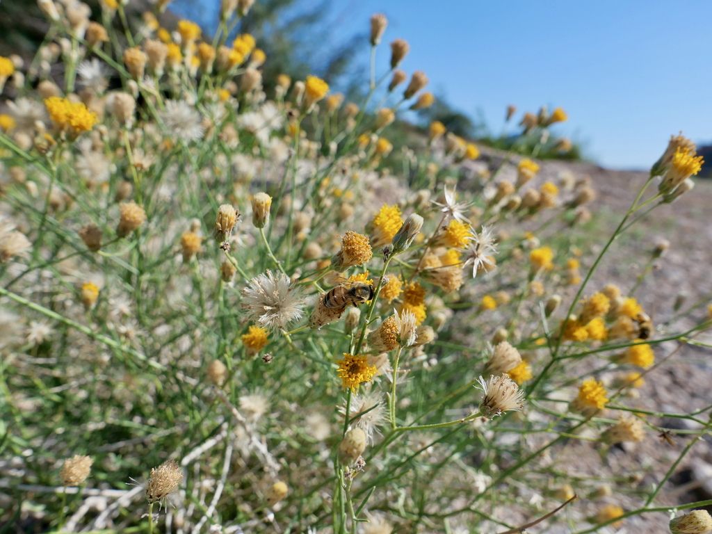 Sweetbush (Bebbia juncea)