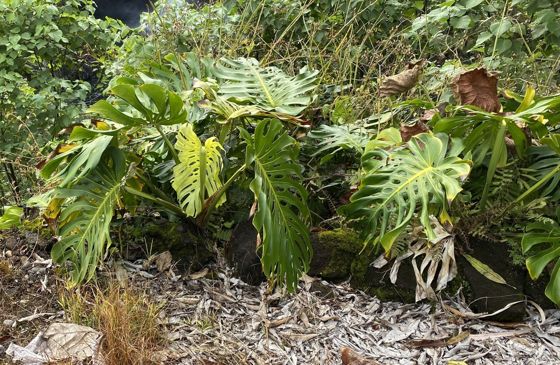 Swiss cheese plant (Monstera deliciosa)