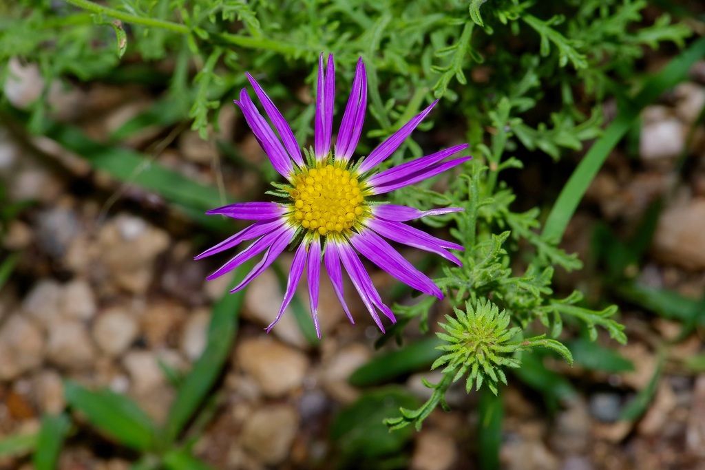 Tahoka daisy (Machaeranthera tanacetifolia)
