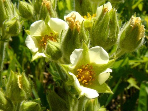 Tall cinquefoil (Drymocallis arguta)