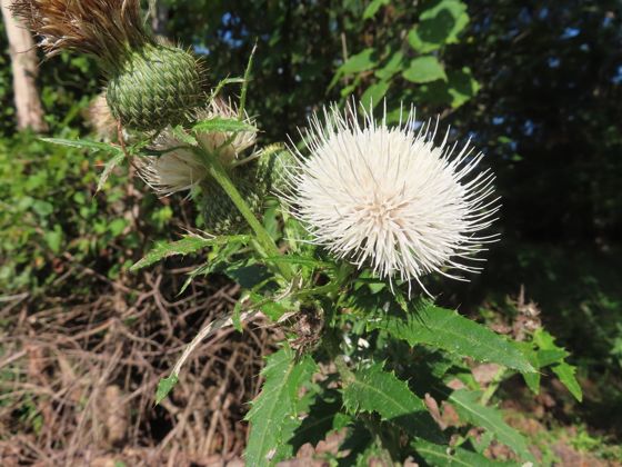 Tall thistle (Cirsium altissimum)