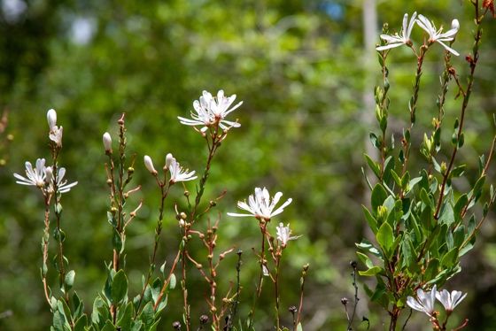 Tarflower (Bejaria racemosa)
