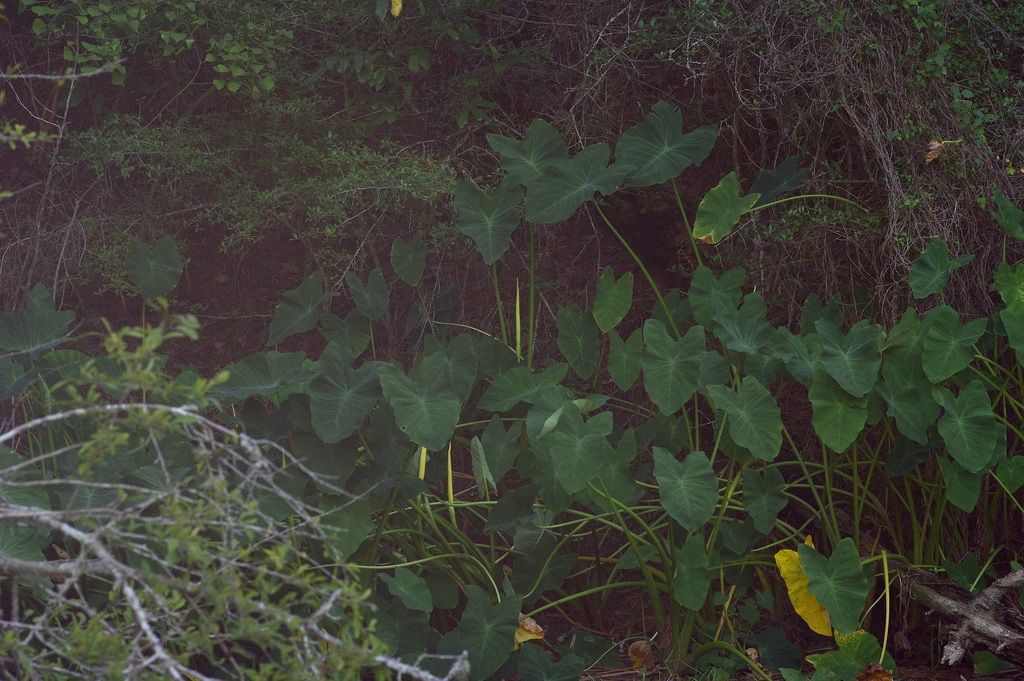 Taro (Colocasia esculenta)