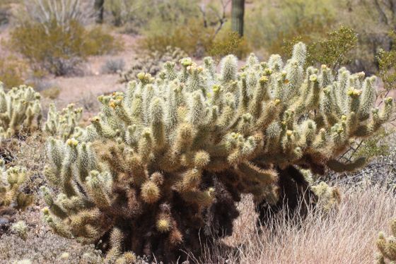 Teddybear cholla (Cylindropuntia bigelovii)