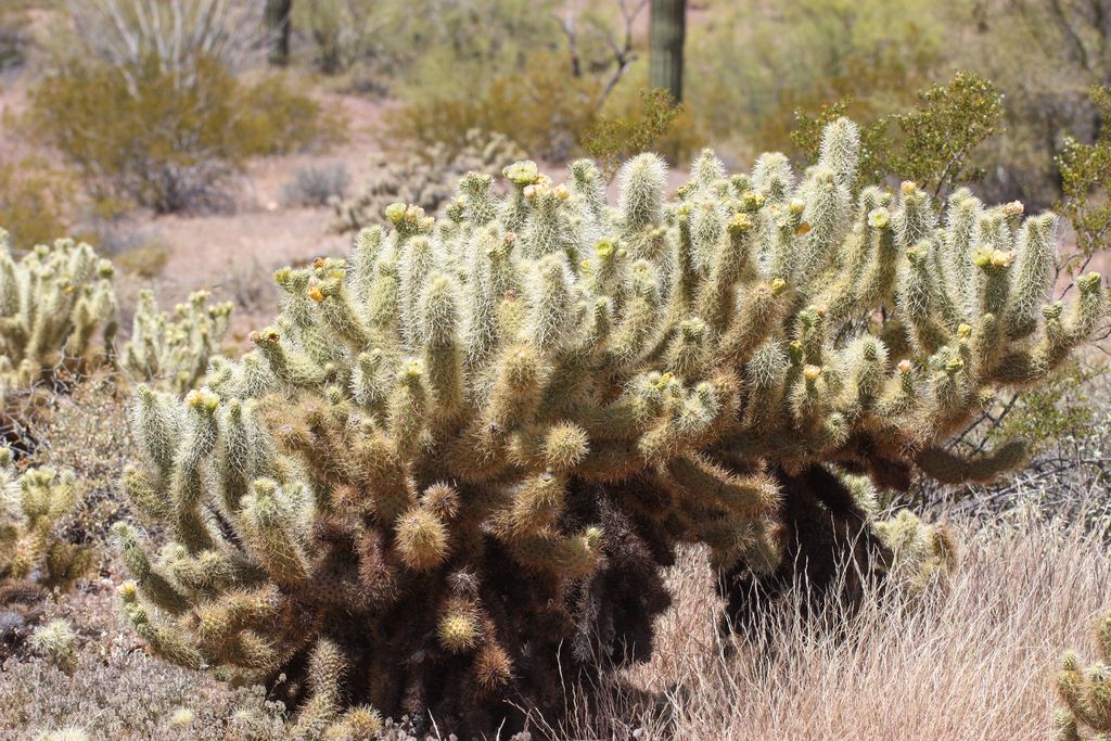 Teddybear cholla (Cylindropuntia bigelovii)