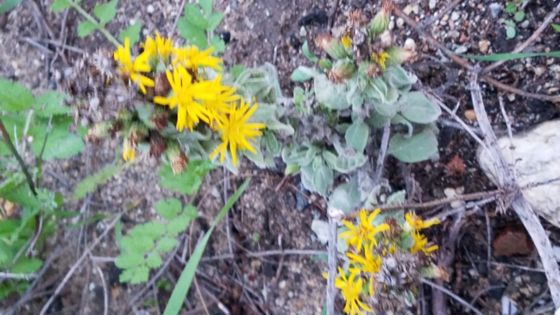 Telegraphweed (Heterotheca grandiflora)