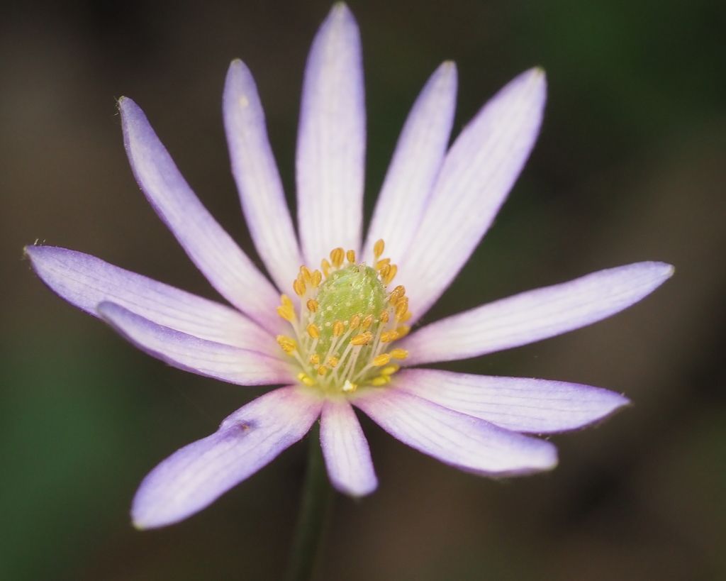 Tenpetal anemone (Anemone berlandieri)