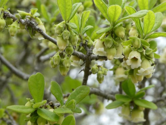 Texas persimmon (Diospyros texana)