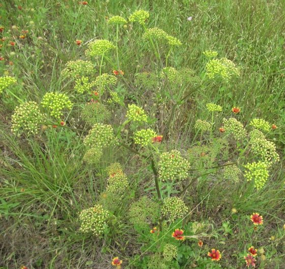 Texas prairie parsley (Polytaenia texana)