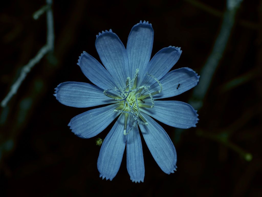 Texas skeleton plant (Lygodesmia texana)