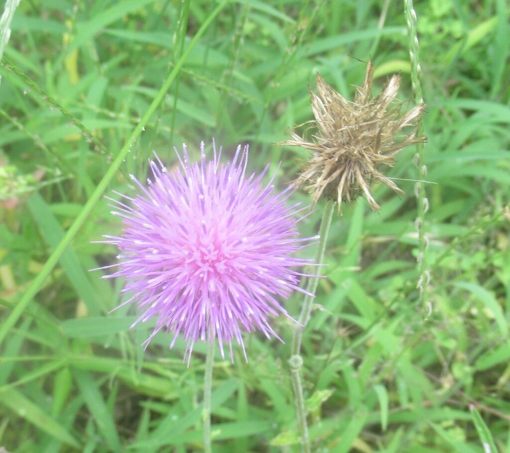 Texas thistle (Cirsium texanum)