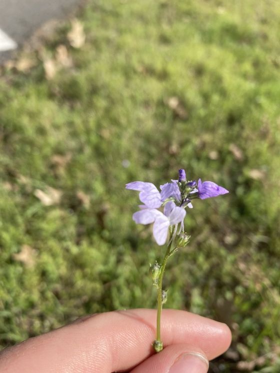 Texas toadflax (Linaria texana)