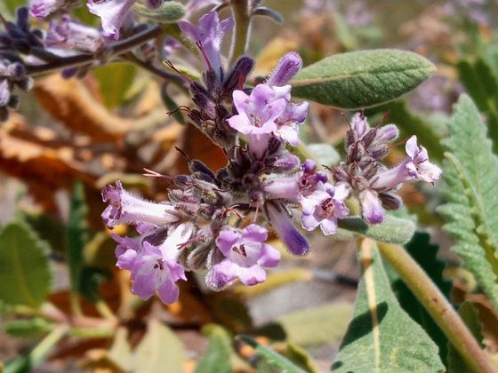 Thick-leaved yerba santa (Eriodictyon crassifolium)
