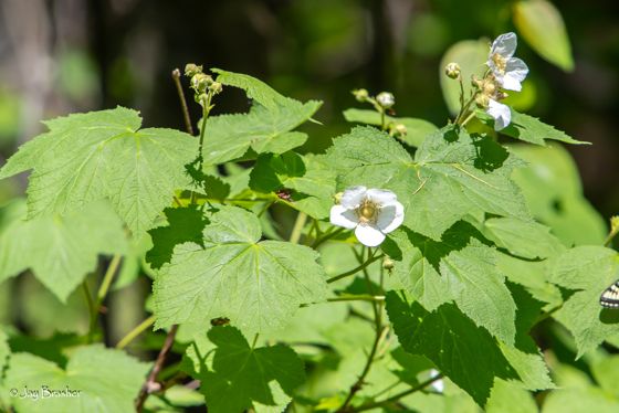 Thimbleberry (Rubus parviflorus)
