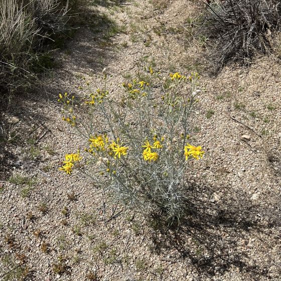 Threadleaf groundsel (Senecio flaccidus)