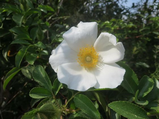 Three-leaved rose