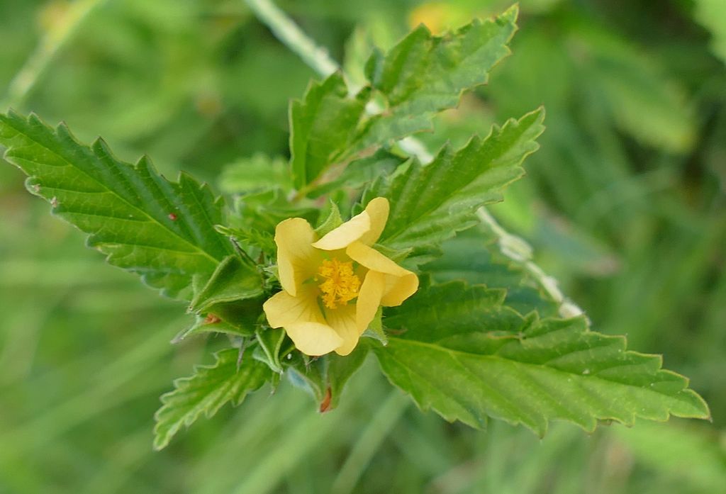 Three-lobe false mallow (Malvastrum coromandelianum)