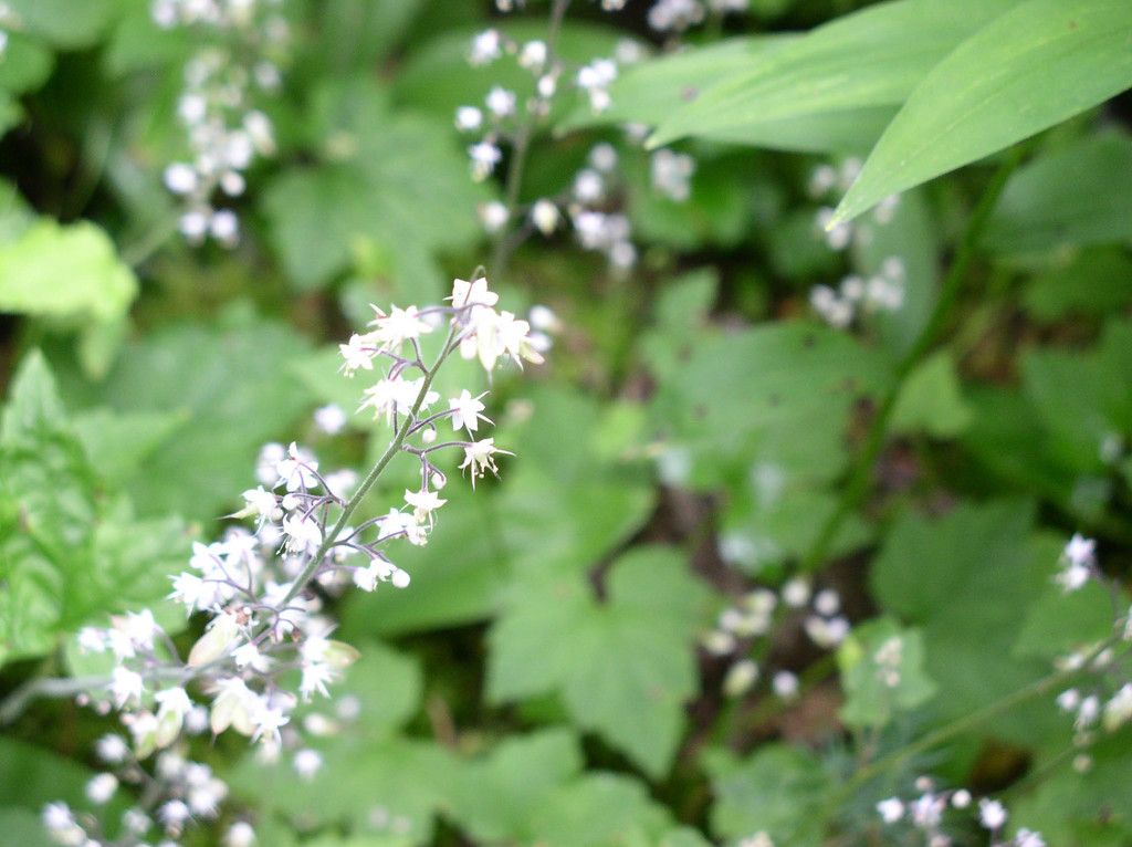 Threeleaf foamflower (Tiarella trifoliata)