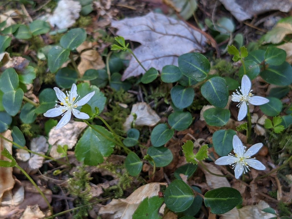 Threeleaf goldthread (Coptis trifolia)