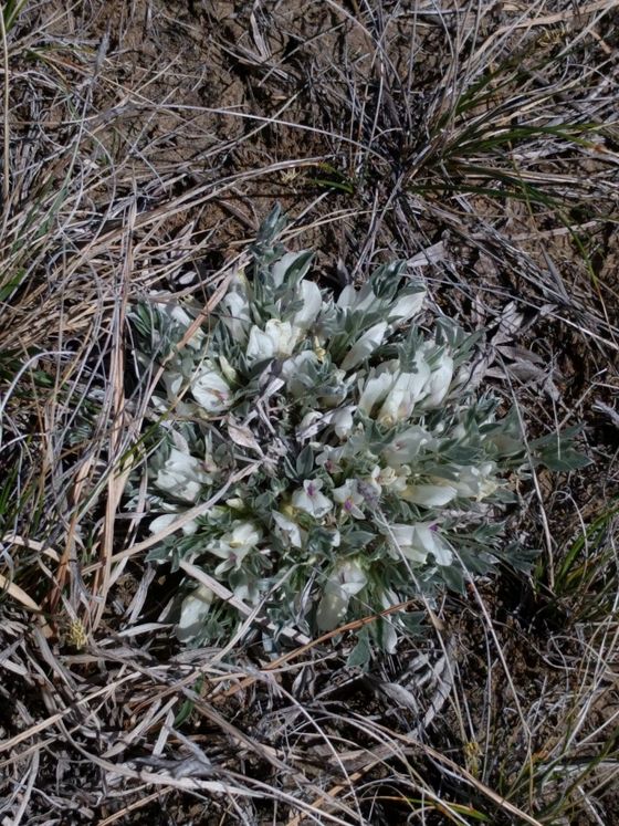 Threeleaf milkvetch (Astragalus gilviflorus)