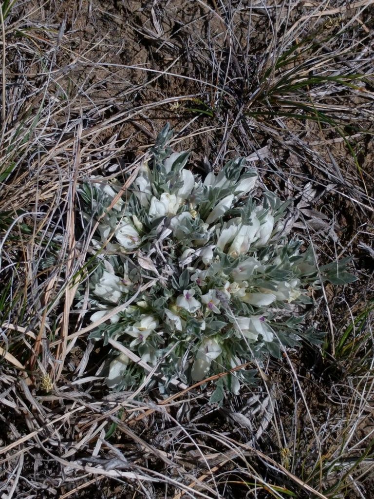 Threeleaf milkvetch (Astragalus gilviflorus)