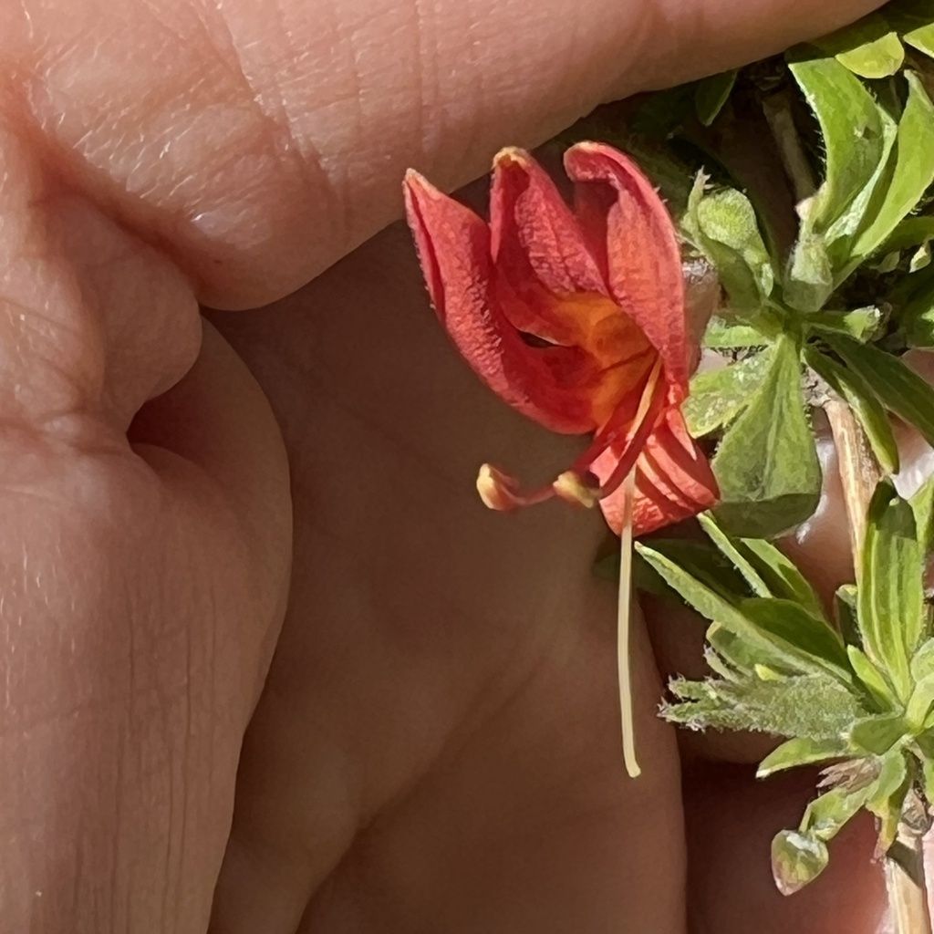 Thurber's desert honeysuckle (Anisacanthus thurberi)