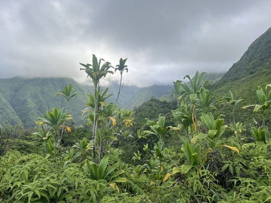 Ti (Cordyline fruticosa)