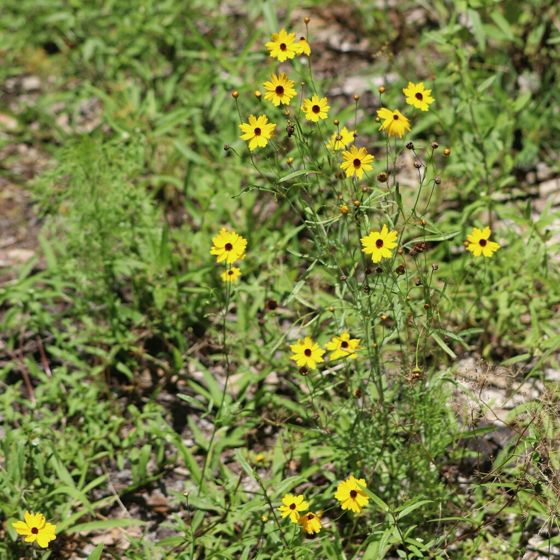 Tickseeds (Coreopsis)