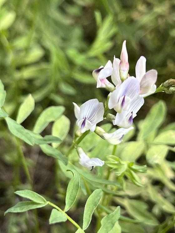 Timber milkvetch (Astragalus miser)
