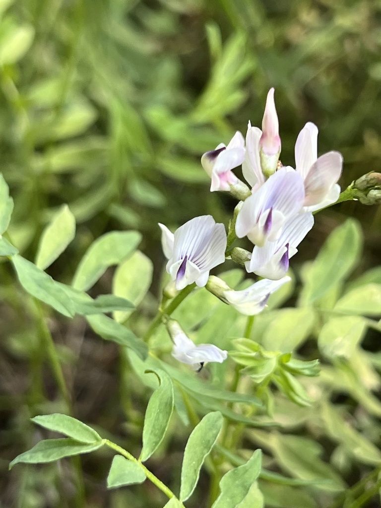 Timber milkvetch (Astragalus miser)